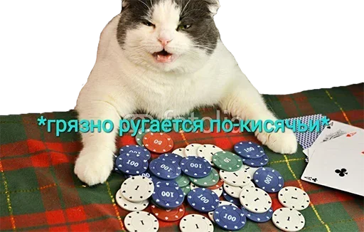Telegram Sticker «Crying cats v. 2» 🤬