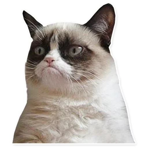 Telegram Sticker «Crying cats v. 2» 😡