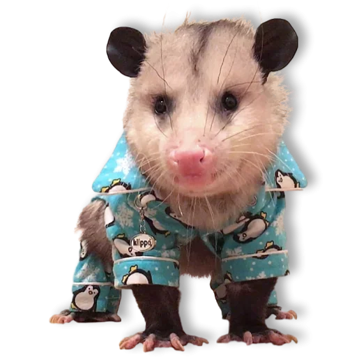 Стікери телеграм Cute Opossum