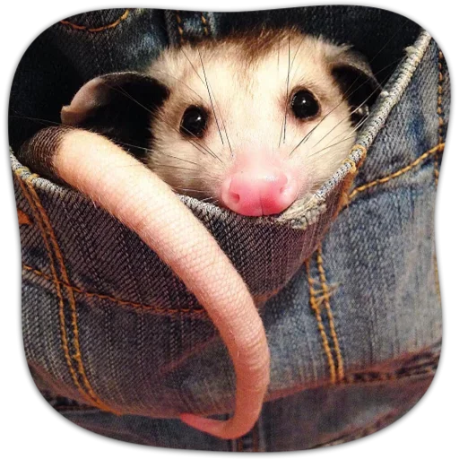 Емодзі Cute Opossum 😚