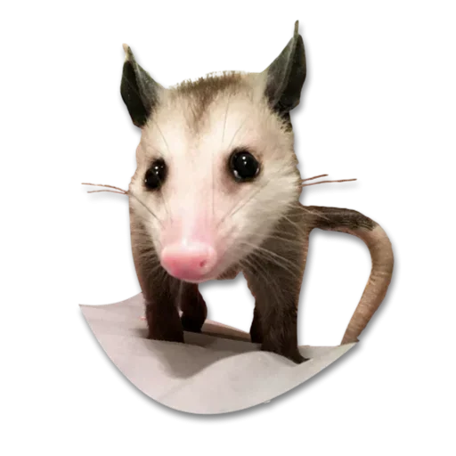 Емодзі Cute Opossum 🤪