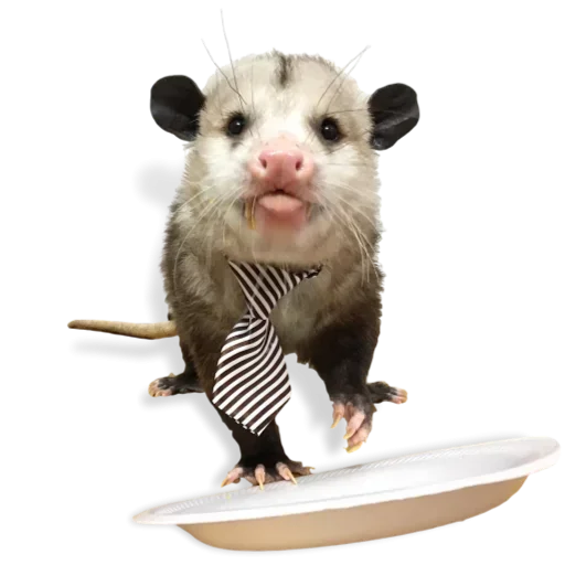 Telegram Sticker «Cute Opossum» 😏