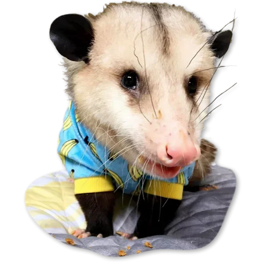 Эмодзи Cute Opossum 🤪