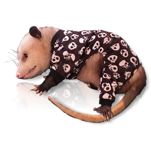 Telegram stiker «Cute Opossum» 😚
