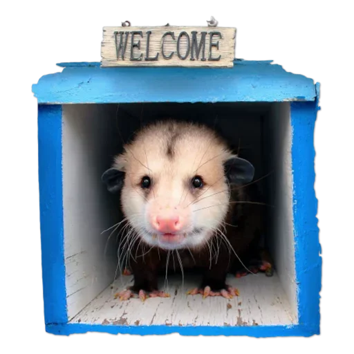Telegram stiker «Cute Opossum» 😌