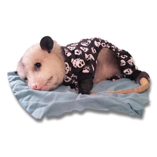 Стикер Telegram «Cute Opossum» 😚