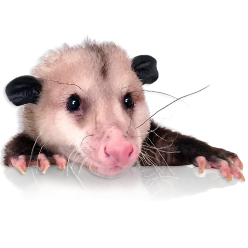 Cute Opossum emoji 🤨