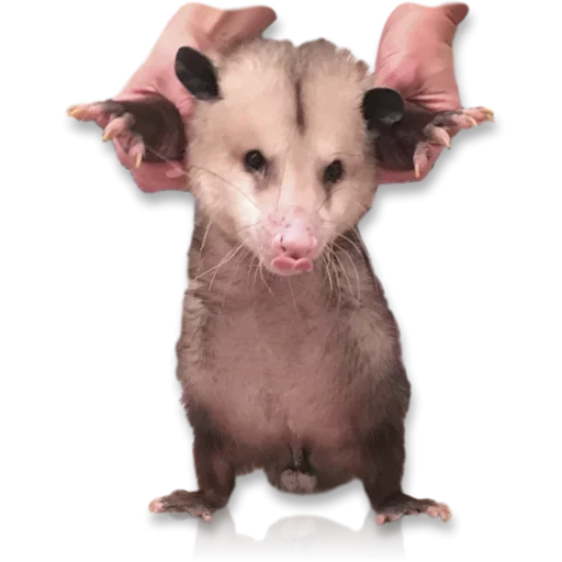 Емодзі Cute Opossum 😙