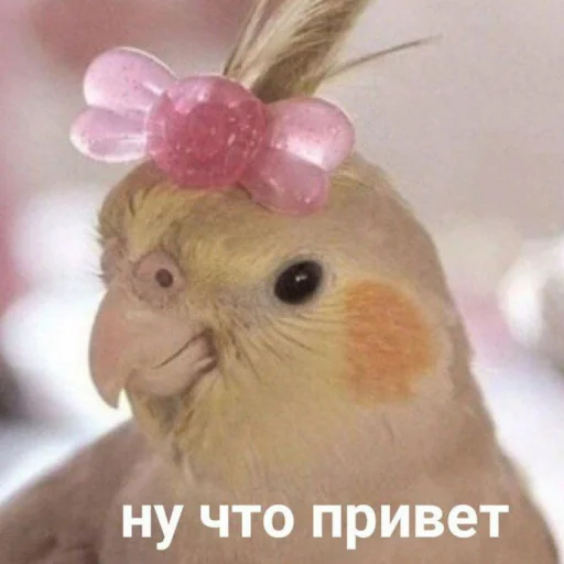 Стикер Telegram «Cute Parrots Meme» 🦜