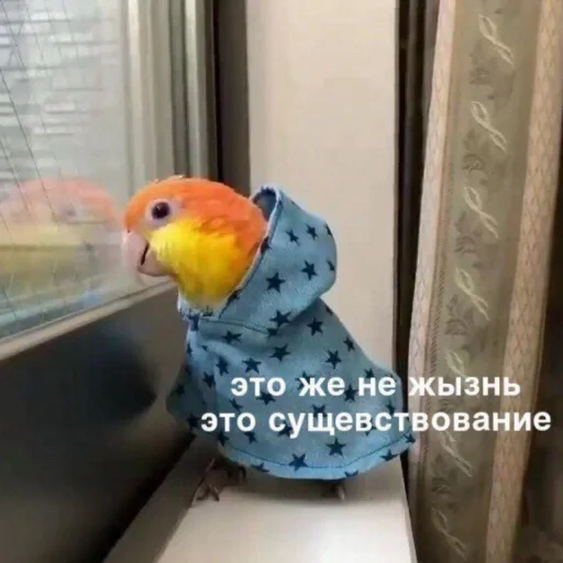 Cute Parrots Meme stiker ☹️