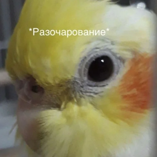 Стикер Telegram «Cute Parrots Meme» 💔