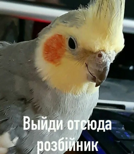 Стикер Telegram «Cute Parrots Meme» 🖕