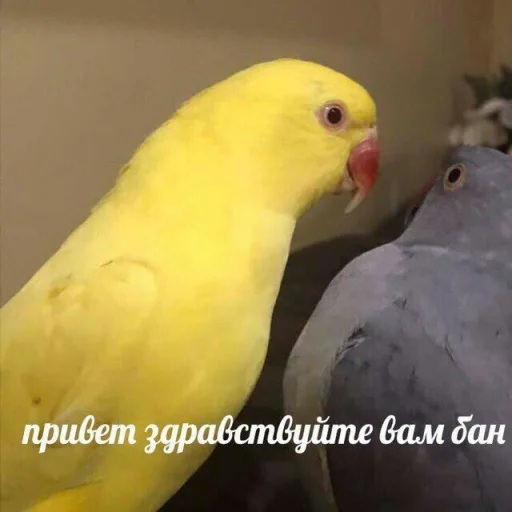 Стикер Telegram «Cute Parrots Meme» 👋