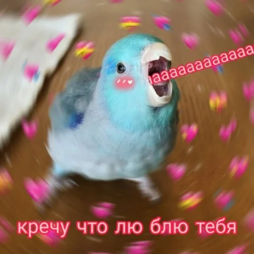 Емодзі Cute Parrots Meme 💘