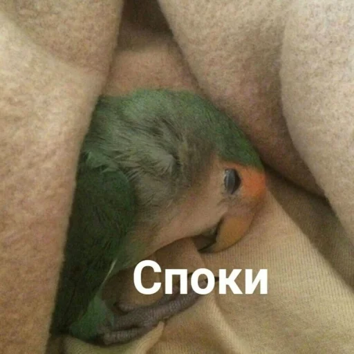 Эмодзи Cute Parrots Meme 😴