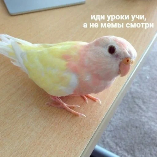 Емодзі Cute Parrots Meme 🦜