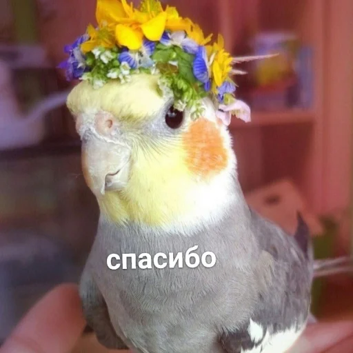 Эмодзи Cute Parrots Meme 🥰