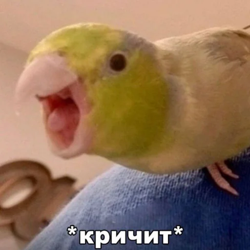 Стикер Telegram «Cute Parrots Meme» 🗣