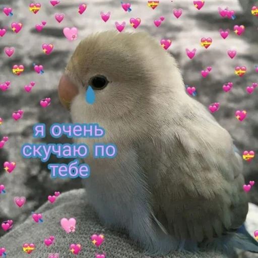 Емодзі Cute Parrots Meme 😥