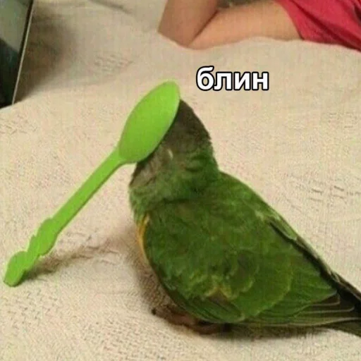 Стикер Telegram «Cute Parrots Meme» 🤦‍♂