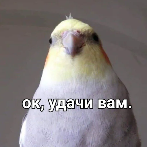 Стикер Telegram «Cute Parrots Meme» 🙂