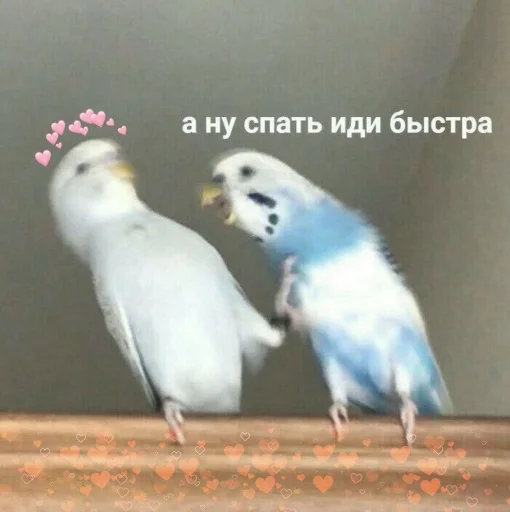 Telegram Sticker «Cute Parrots Meme» 🗣