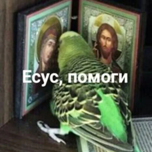 Cute Parrots Meme sticker 🙏