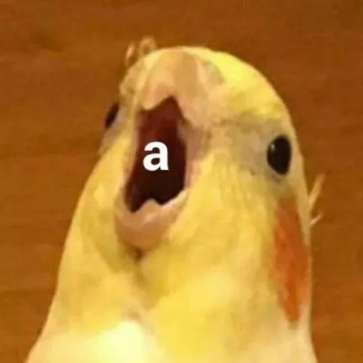 Стикер Telegram «Cute Parrots Meme» 🅰