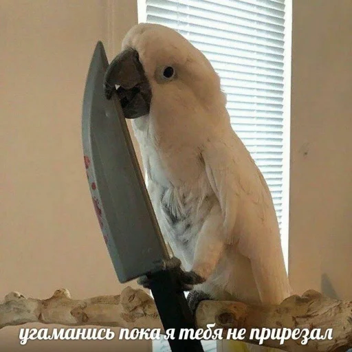 Стикер Telegram «Cute Parrots Meme» 🔪