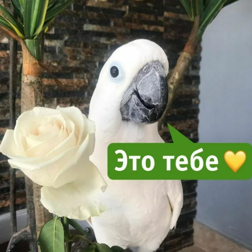 Стикер Telegram «Cute Parrots Meme» 🌹