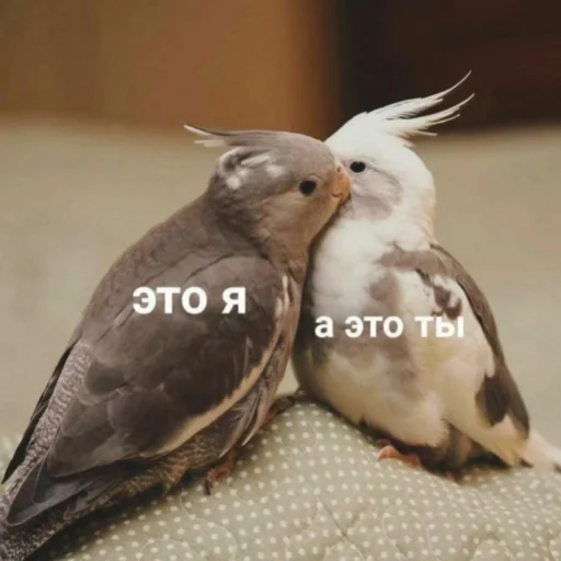 Емодзі Cute Parrots Meme ❤️