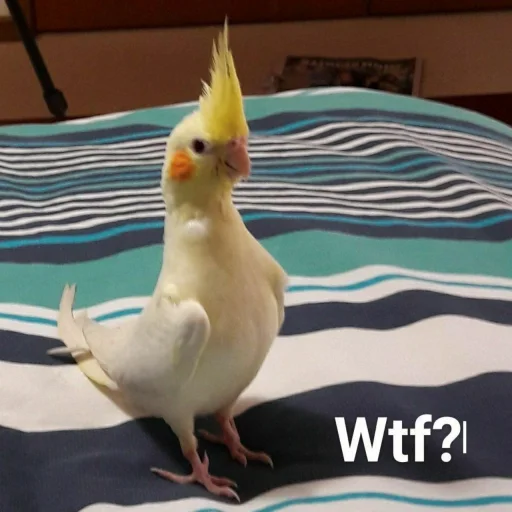Cute Parrots Meme stiker ❓