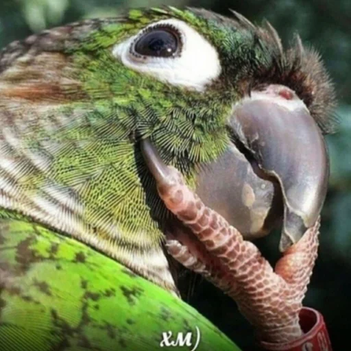 Эмодзи Cute Parrots Meme 🤔