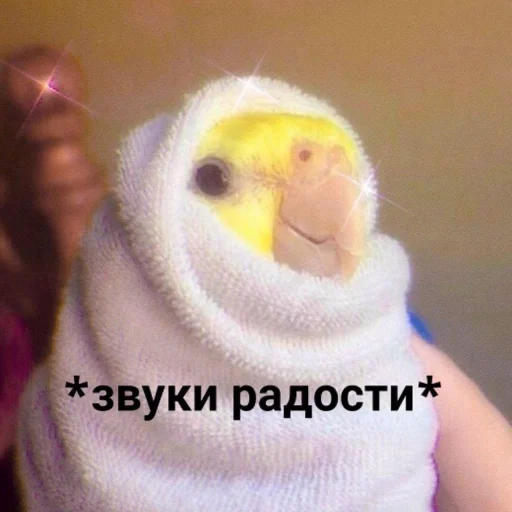 Стикер Telegram «Cute Parrots Meme» 🌯