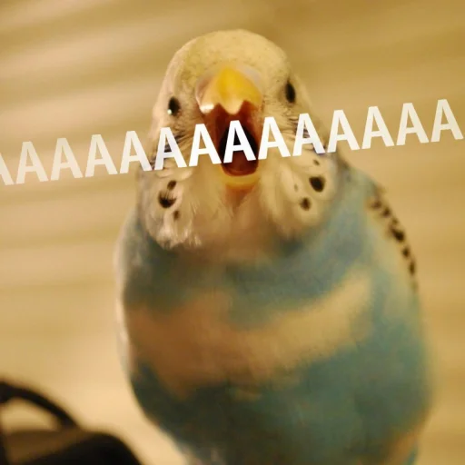 Cute Parrots Meme sticker 🅰