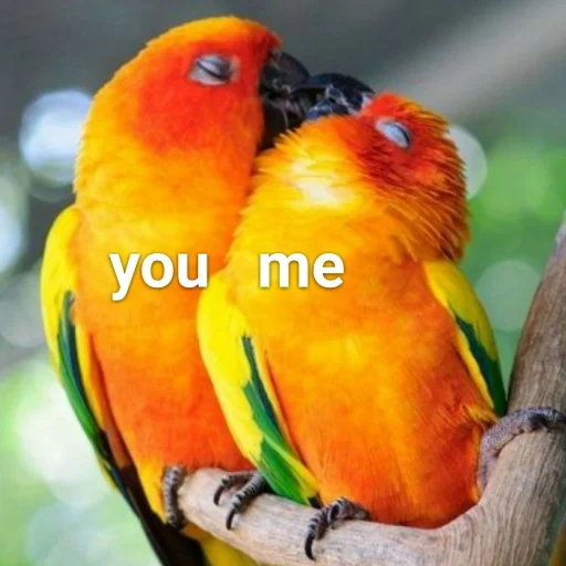 Эмодзи Cute Parrots Meme ❤️