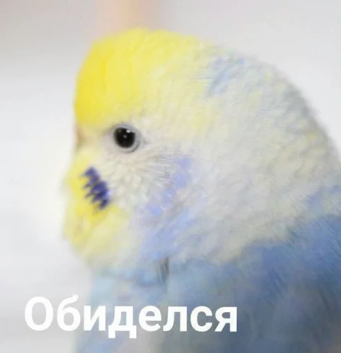 Cute Parrots Meme stiker 😒