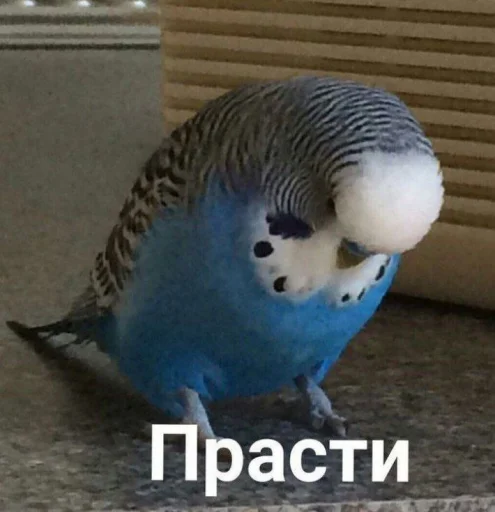 Емодзі Cute Parrots Meme 😞