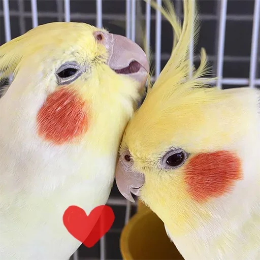 Эмодзи Cute Parrots Meme ❤️