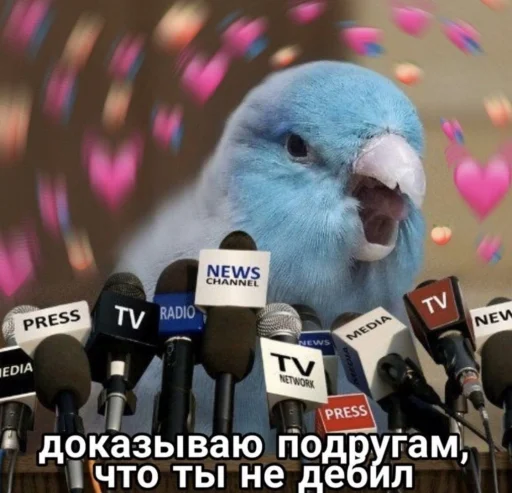 Cute Parrots Meme sticker 🎤
