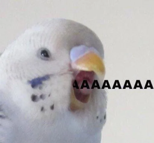 Cute Parrots Meme emoji 🅰
