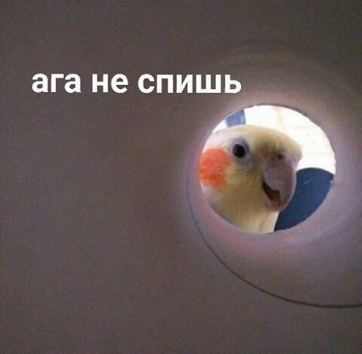 Стикер Telegram «Cute Parrots Meme» 😀