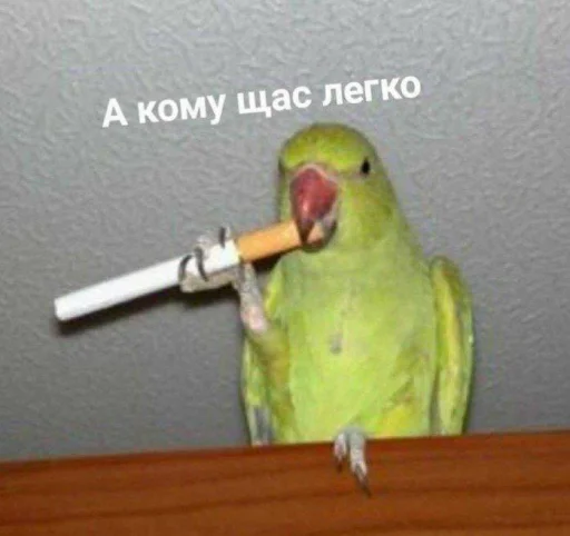 Стикер Telegram «Cute Parrots Meme» 🚬