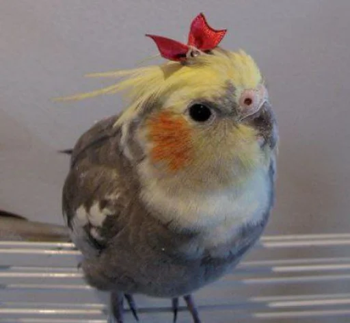 Cute Parrots Meme sticker 🎀