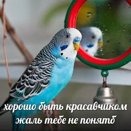 Стикер Telegram «Cute Parrots Meme» 😏