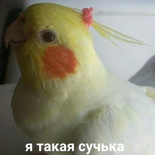 Cute Parrots Meme stiker 😇
