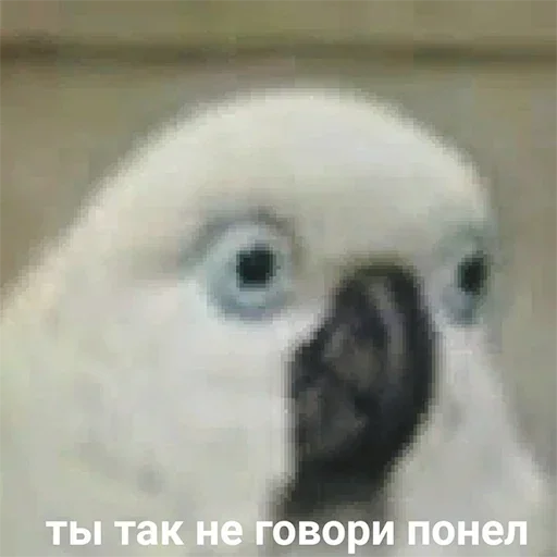 Стикер Telegram «Cute Parrots Meme» 😳