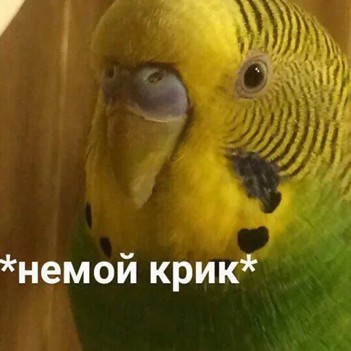 Эмодзи Cute Parrots Meme 🤐