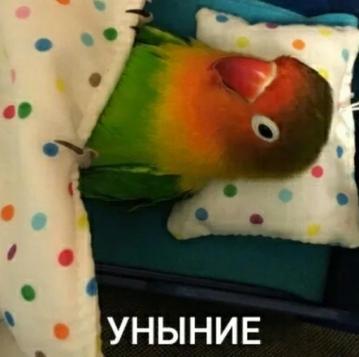 Cute Parrots Meme stiker ☹️