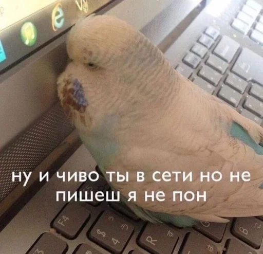 Стикер Telegram «Cute Parrots Meme» 🤨